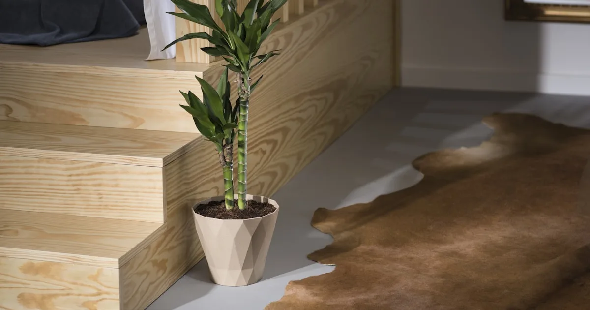 Natural interior with organic materials and living plants